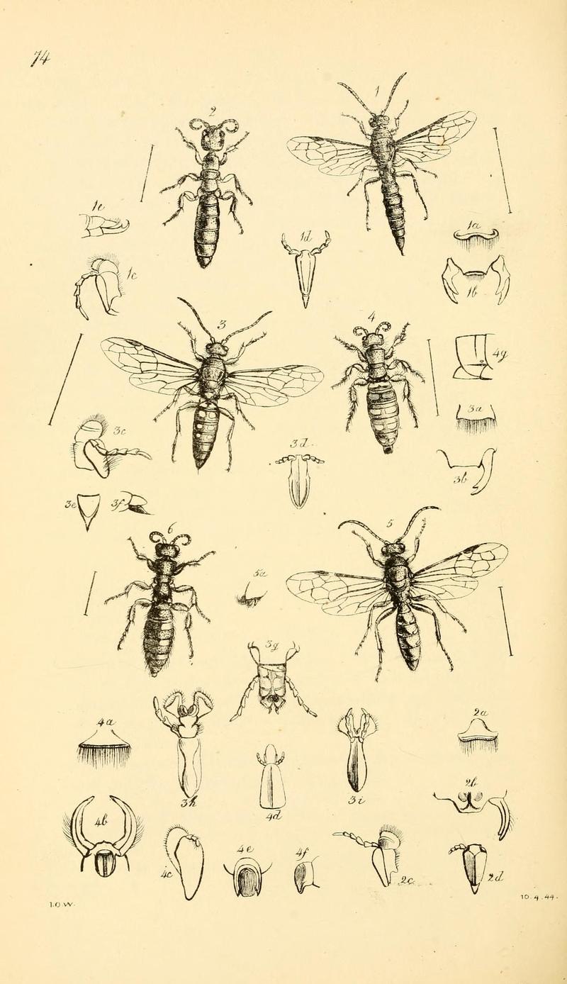 Arcana entomologica, or, Illustrations of new, rare, and interesting insects (Pl. 74) (7087264171)