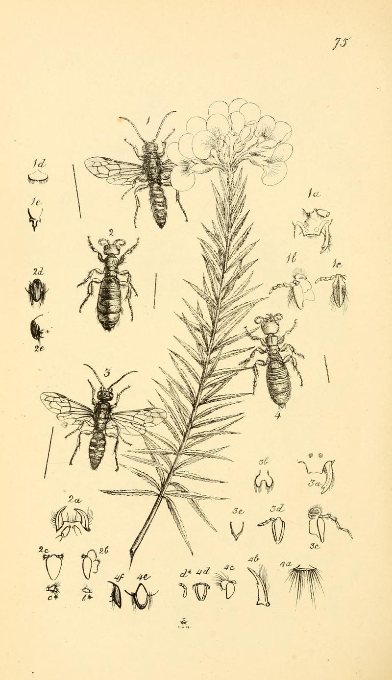 Arcana entomologica, or, Illustrations of new, rare, and interesting insects (Pl. 75) (6941194986)