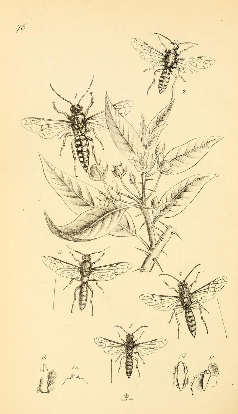 Arcana entomologica, or, Illustrations of new, rare, and interesting insects (Pl. 76) (6941195618)