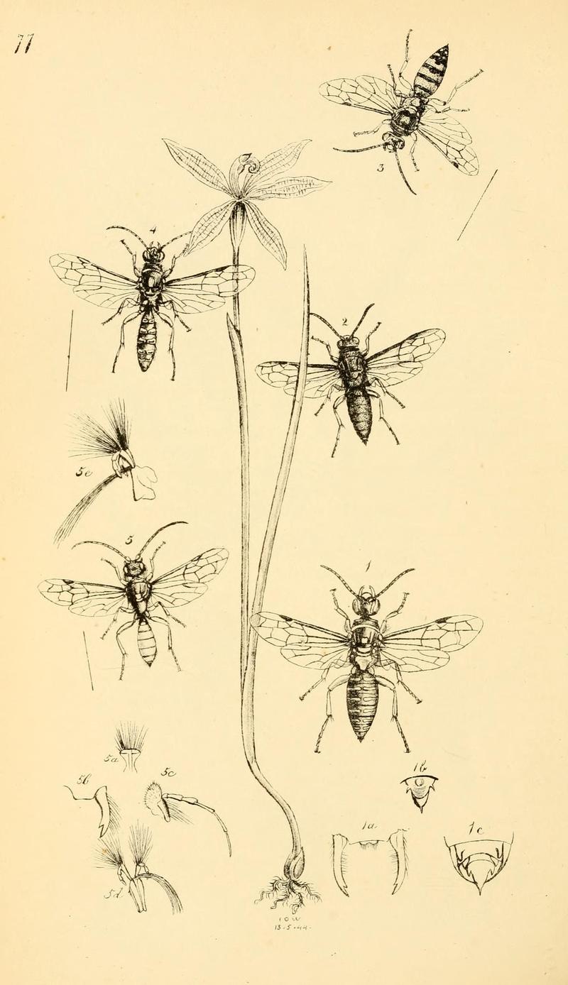Arcana entomologica, or, Illustrations of new, rare, and interesting insects (Pl. 77) (7087265923)