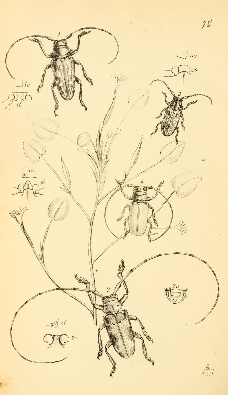 Arcana entomologica, or, Illustrations of new, rare, and interesting insects (Pl. 78) (6941196608)