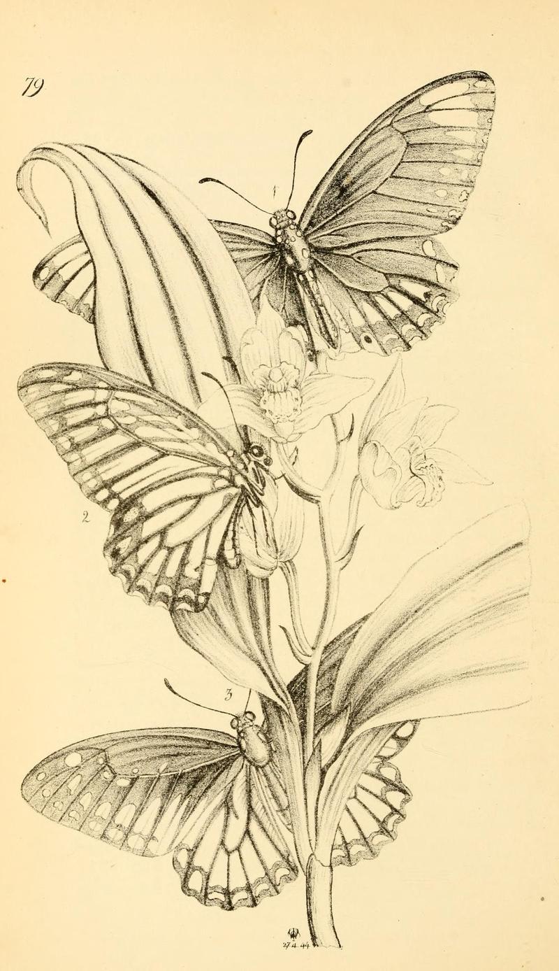 Arcana entomologica, or, Illustrations of new, rare, and interesting insects (Pl. 79) (6941197378)