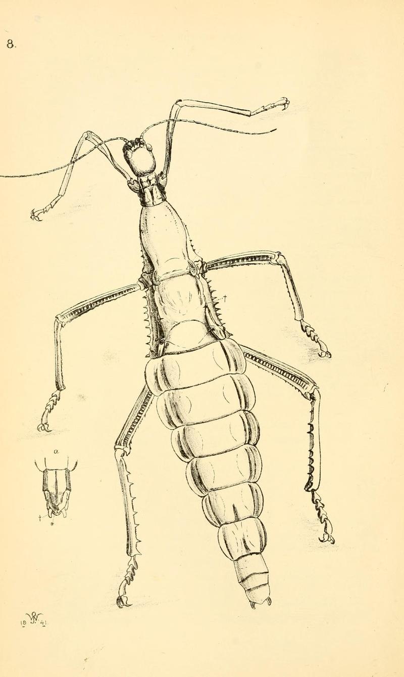 Arcana entomologica, or, Illustrations of new, rare, and interesting insects (Pl. 8) (7087217217)