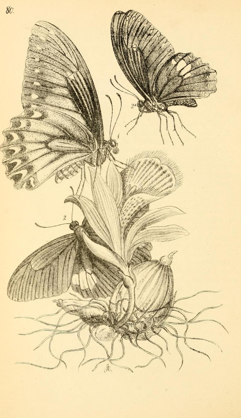 Arcana entomologica, or, Illustrations of new, rare, and interesting insects (Pl. 80) (7087267715)