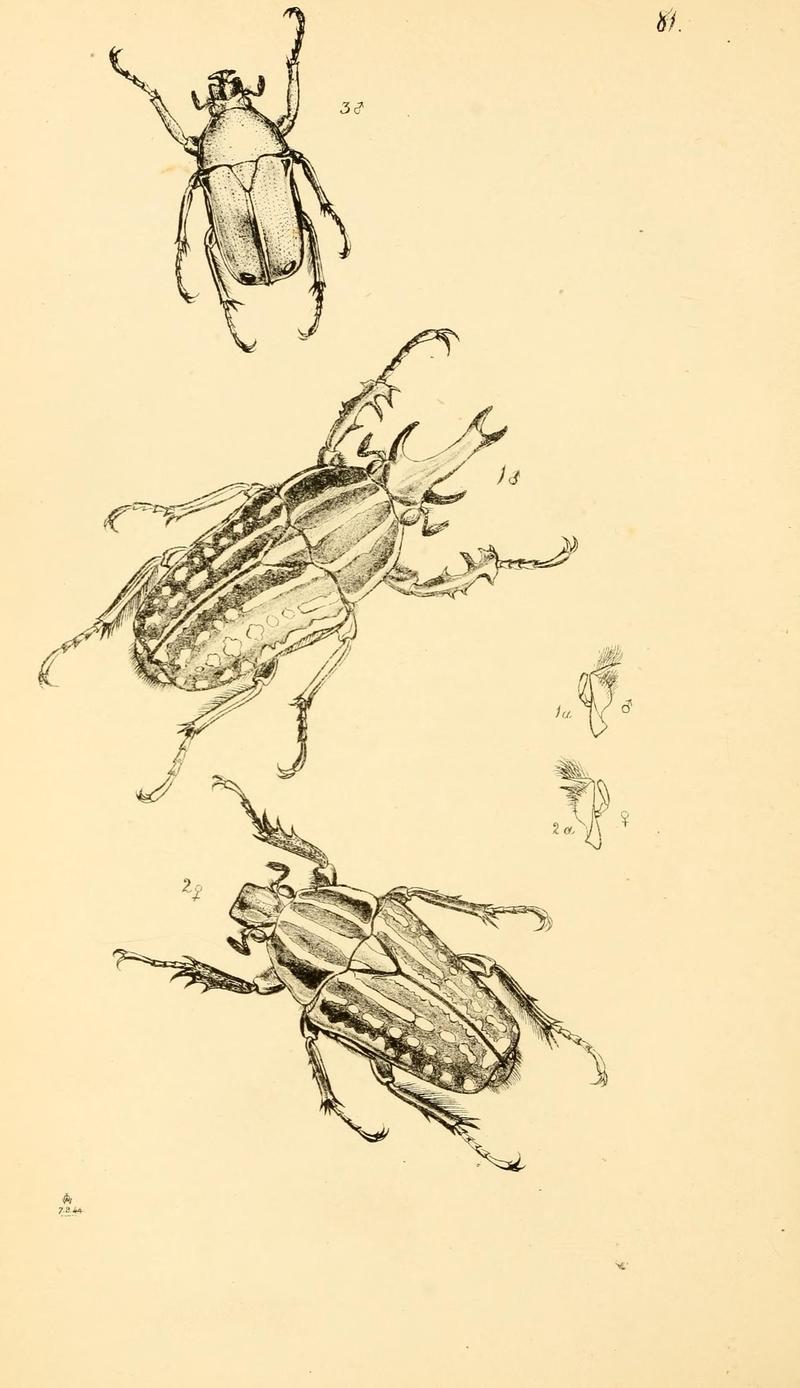 Arcana entomologica, or, Illustrations of new, rare, and interesting insects (Pl. 81) (6941198618)