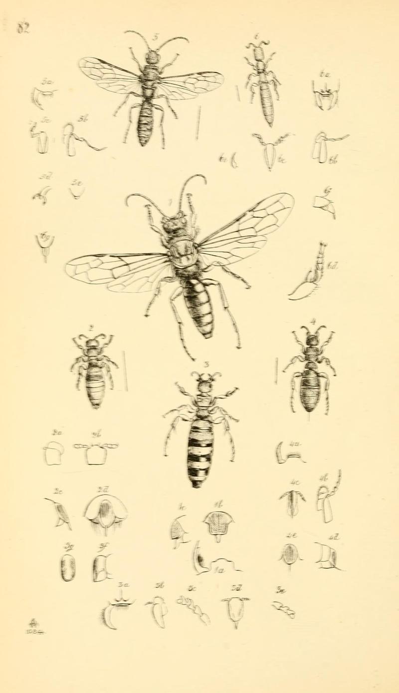 Arcana entomologica, or, Illustrations of new, rare, and interesting insects (Pl. 82) (7087268801)