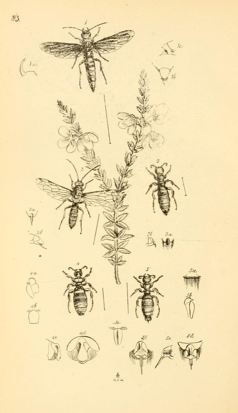 Arcana entomologica, or, Illustrations of new, rare, and interesting insects (Pl. 83) (7087269333)