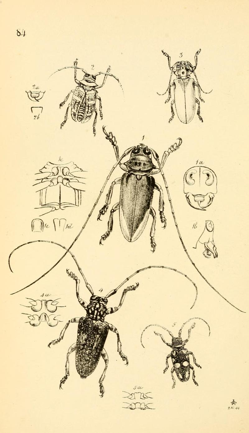 Arcana entomologica, or, Illustrations of new, rare, and interesting insects (Pl. 84) (6941200320)