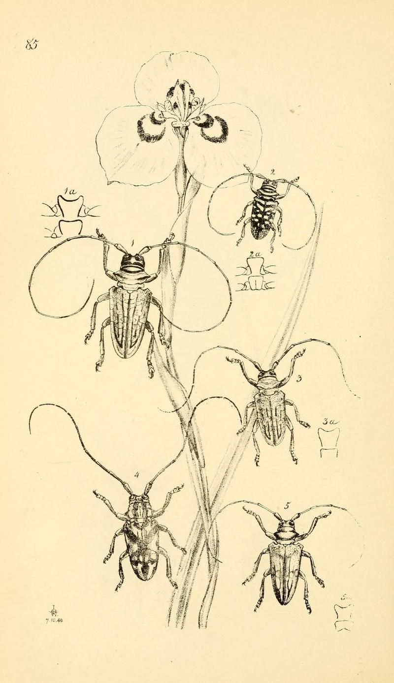 Arcana entomologica, or, Illustrations of new, rare, and interesting insects (Pl. 85) (6941200942)