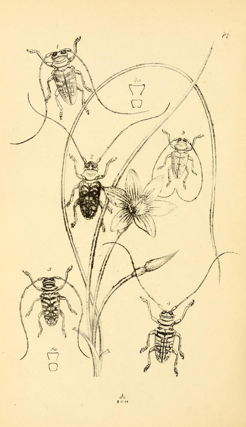 Arcana entomologica, or, Illustrations of new, rare, and interesting insects (Pl. 86) (6941201910)