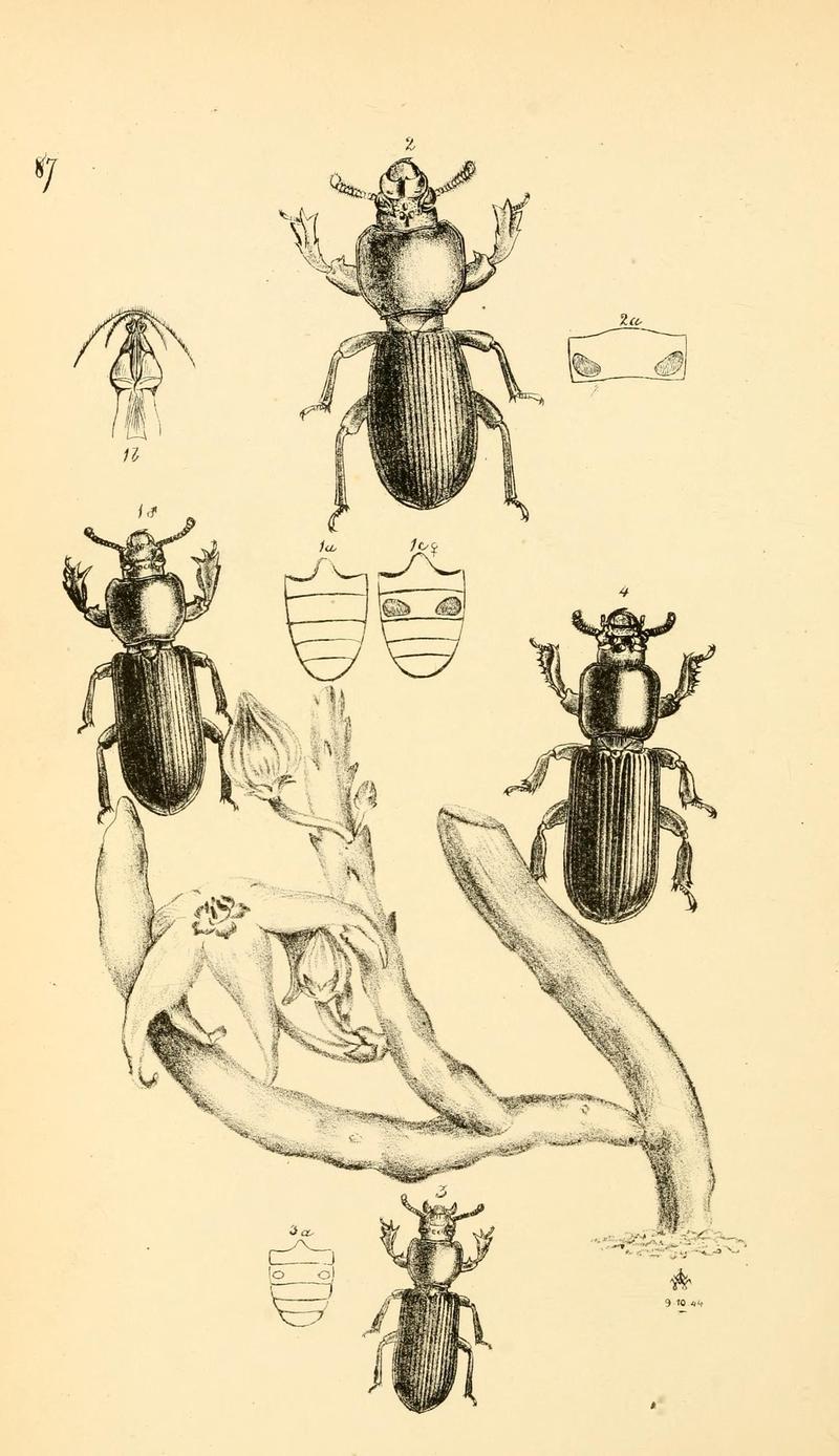 Arcana entomologica, or, Illustrations of new, rare, and interesting insects (Pl. 87) (6941202430)
