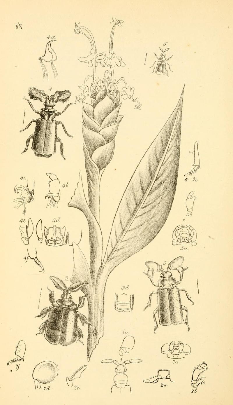 Arcana entomologica, or, Illustrations of new, rare, and interesting insects (Pl. 88) (6941202966)