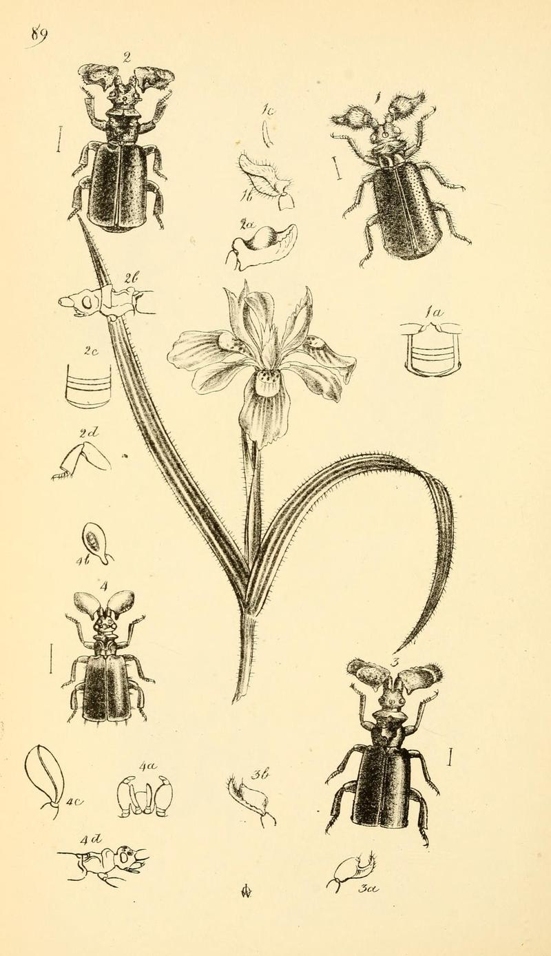 Arcana entomologica, or, Illustrations of new, rare, and interesting insects (Pl. 89) (7087273447)