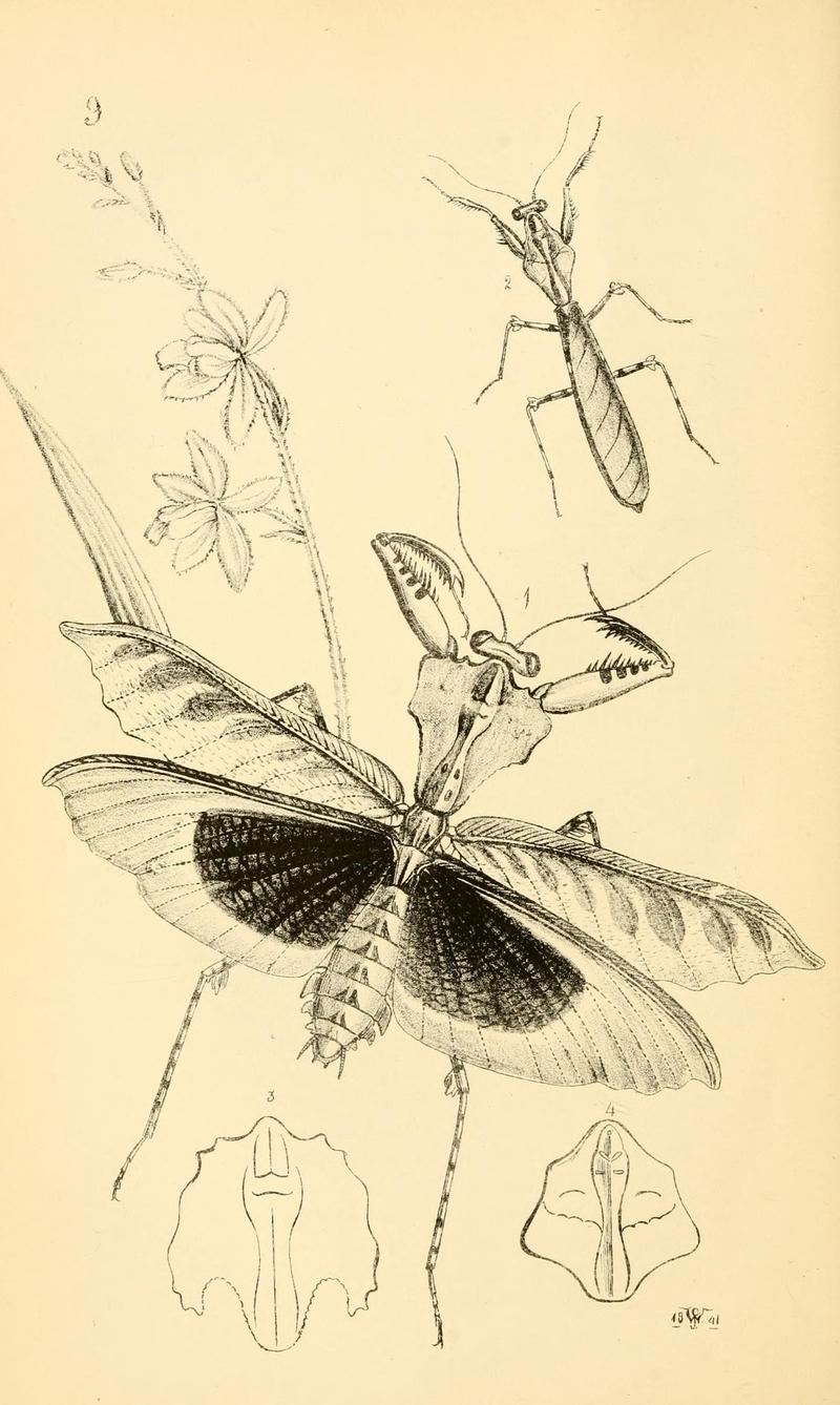 Arcana entomologica, or, Illustrations of new, rare, and interesting insects (Pl. 9) (6941148066)