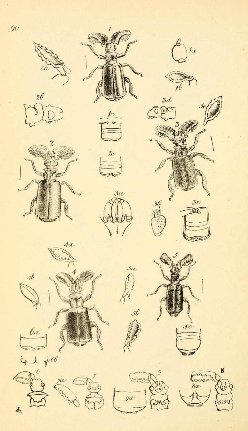 Arcana entomologica, or, Illustrations of new, rare, and interesting insects (Pl. 90) (7087274267)