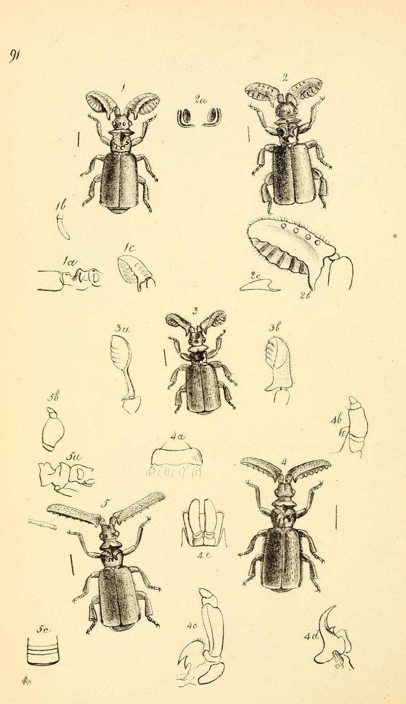 Arcana entomologica, or, Illustrations of new, rare, and interesting insects (Pl. 91) (6941205066)