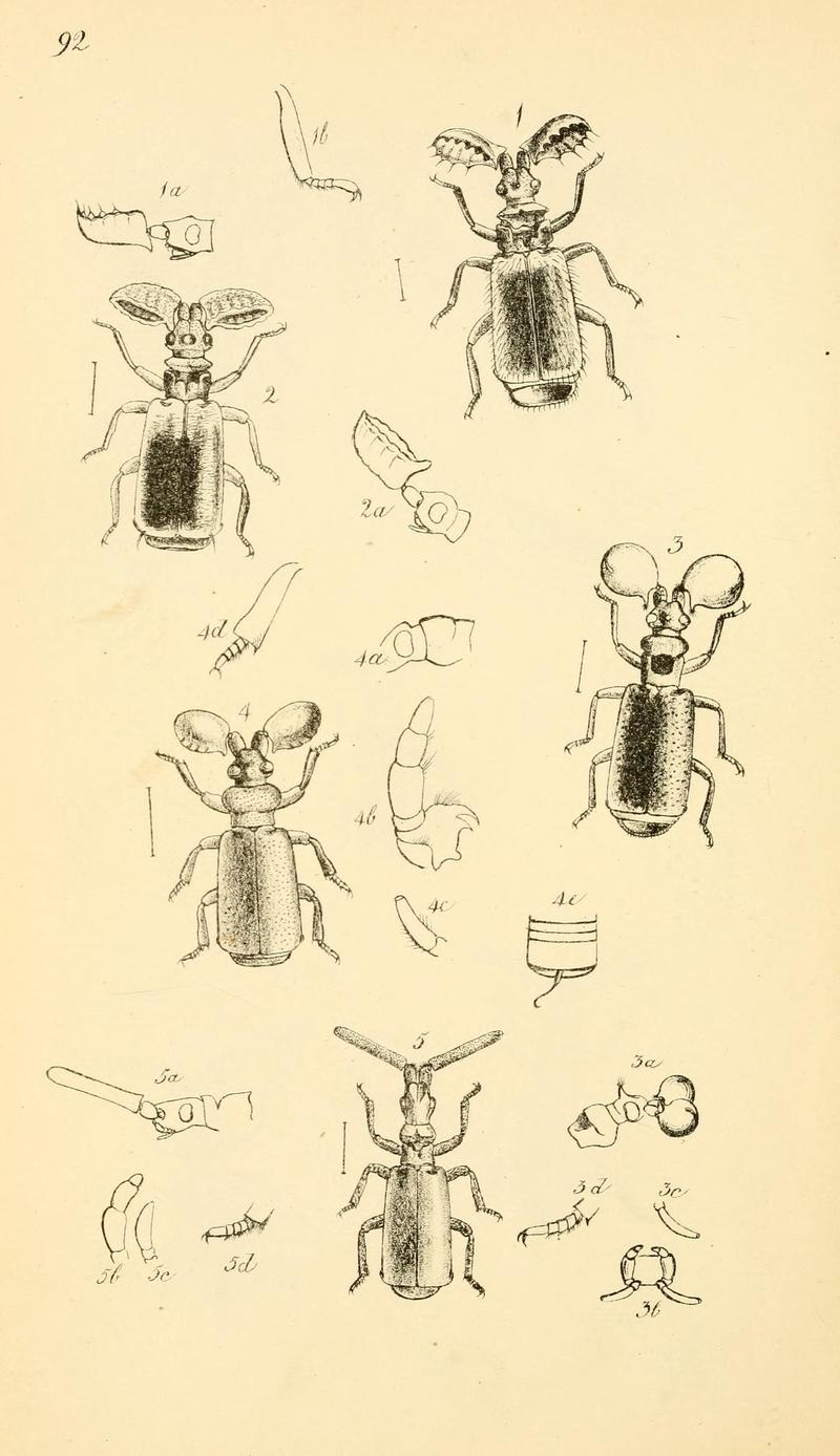 Arcana entomologica, or, Illustrations of new, rare, and interesting insects (Pl. 92) (6941205518)