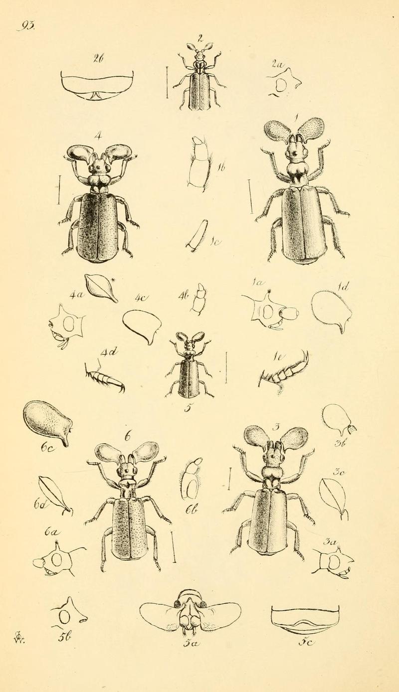 Arcana entomologica, or, Illustrations of new, rare, and interesting insects (Pl. 93) (7087275903)