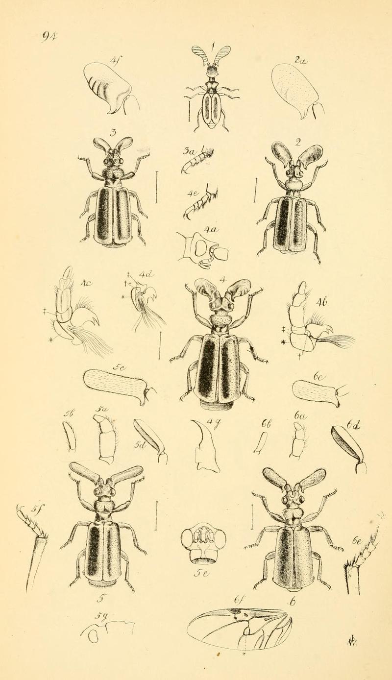 Arcana entomologica, or, Illustrations of new, rare, and interesting insects (Pl. 94) (6941206556)