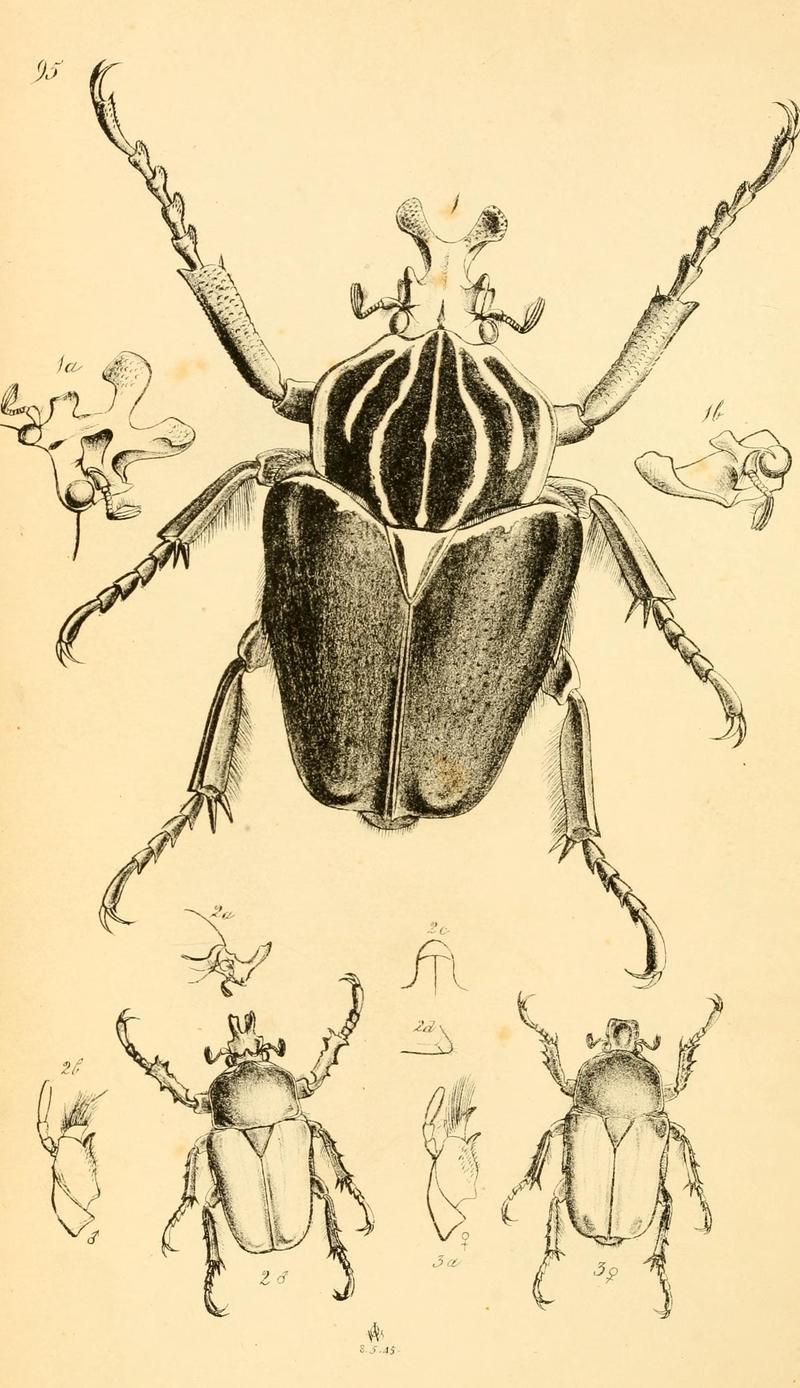 Arcana entomologica, or, Illustrations of new, rare, and interesting insects (Pl. 95) (7087277099)