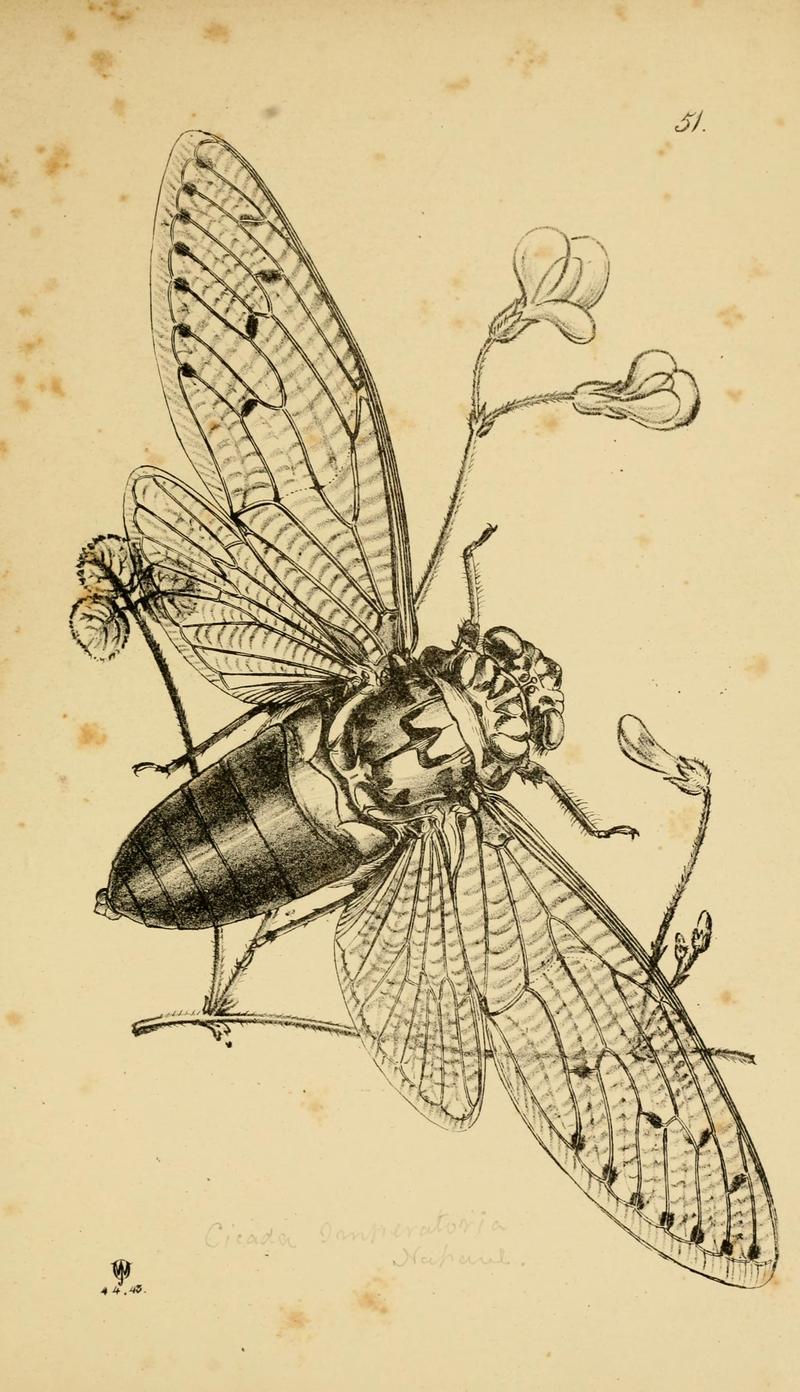 Arcana entomologica (Page 51) (5843817818)
