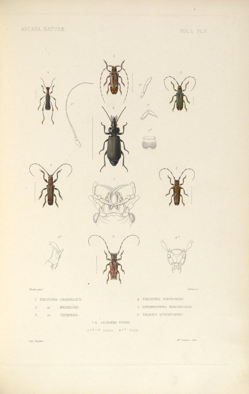 Arcana naturæ (VOL. I. Pl. V) BHL36104296