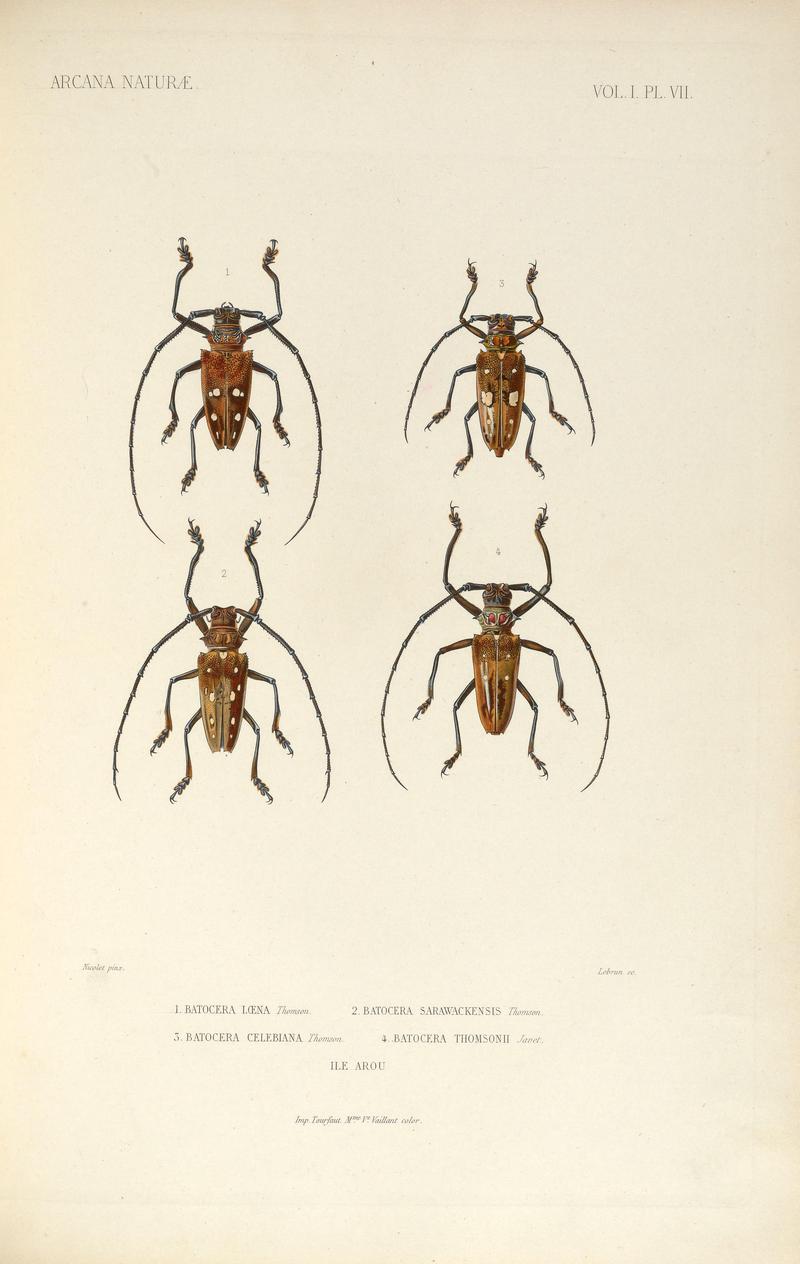 Arcana naturæ (VOL. I. Pl. VII) BHL36104300