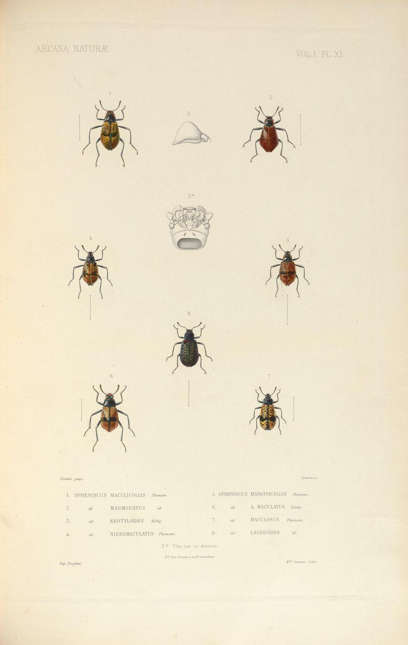 Arcana naturæ (VOL. I. Pl. XI) BHL36104308