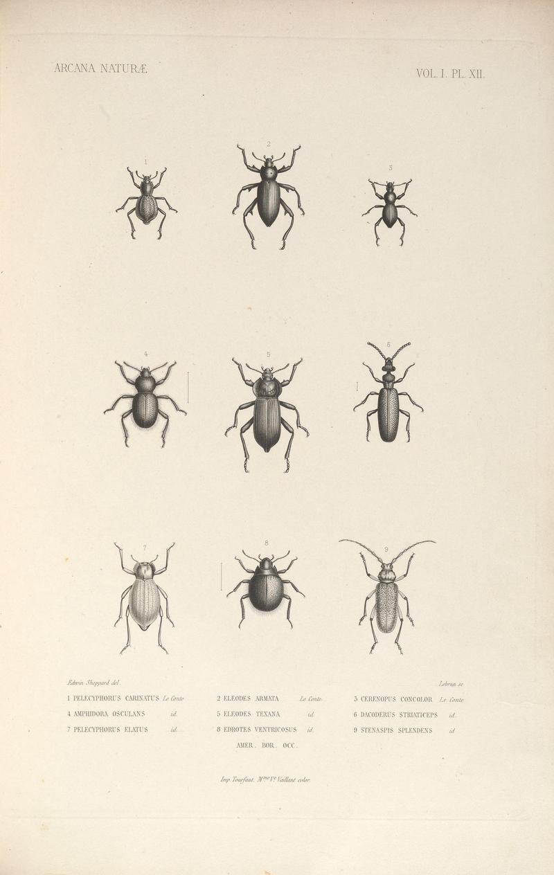 Arcana naturæ (VOL. I. Pl. XII) BHL36104310