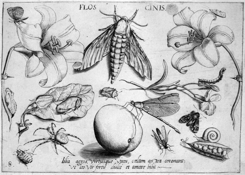 Archetypa studiaque Part1 Plate08bw
