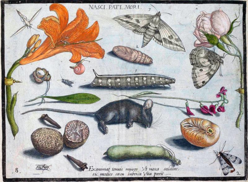 Archetypa studiaque Part2 Plate08