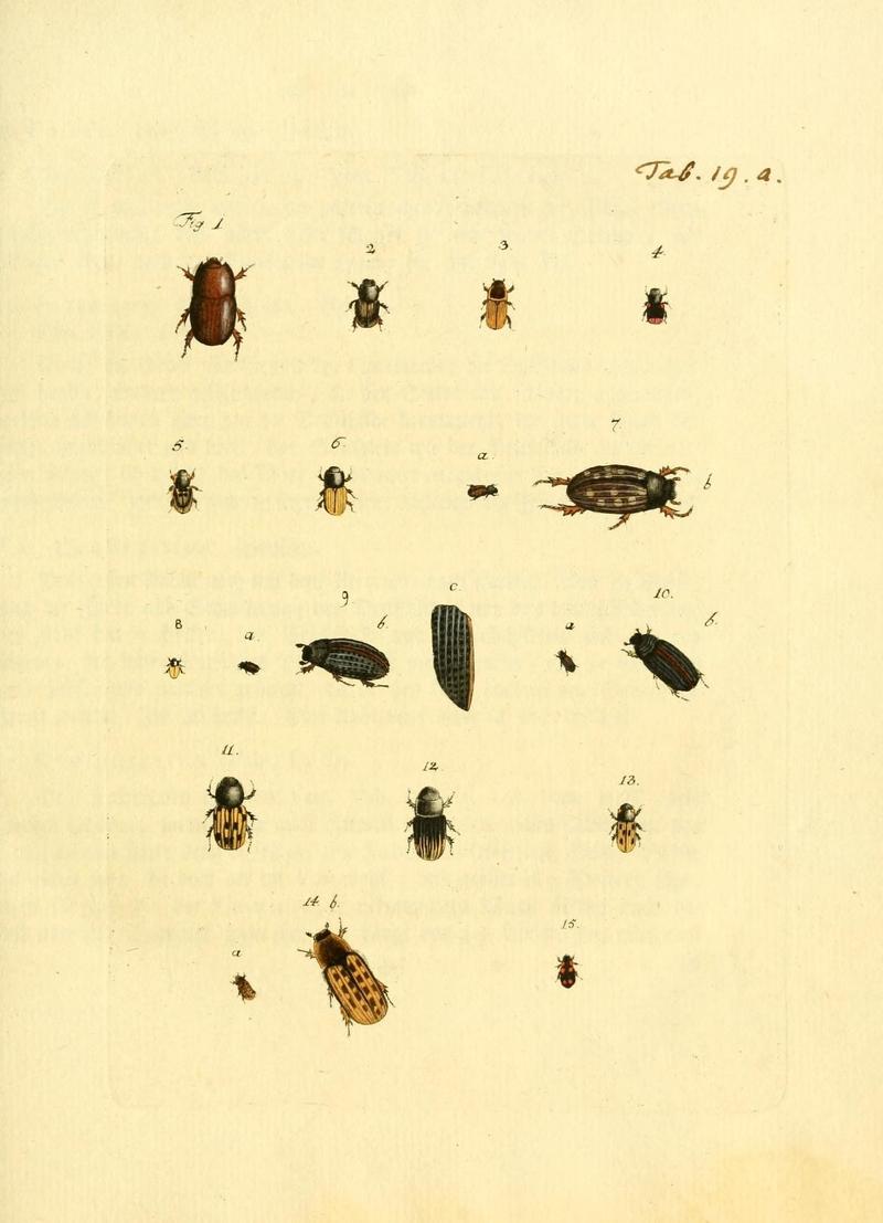 Archiv der Insectengeschichte (Tab. 19a) (7415703876)