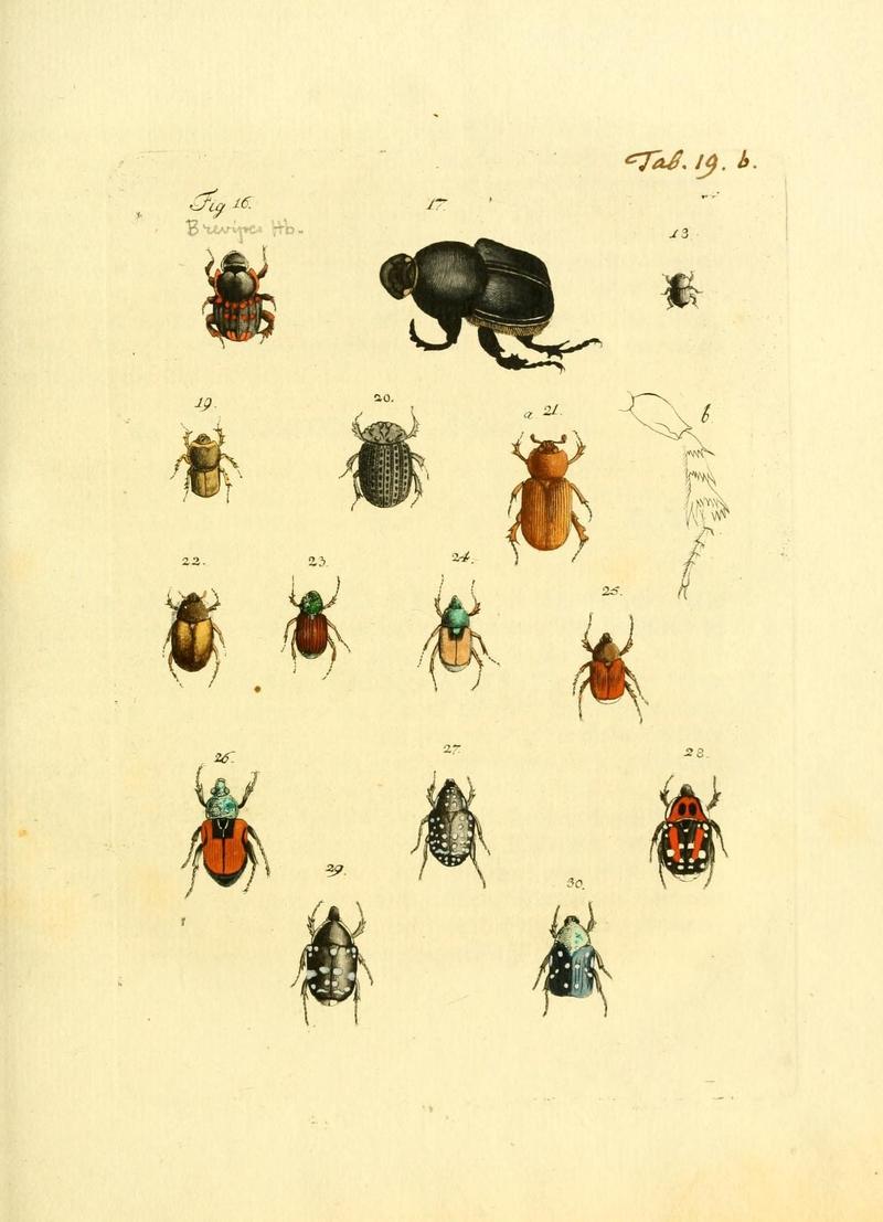 Archiv der Insectengeschichte (Tab. 19b) (7415704844)