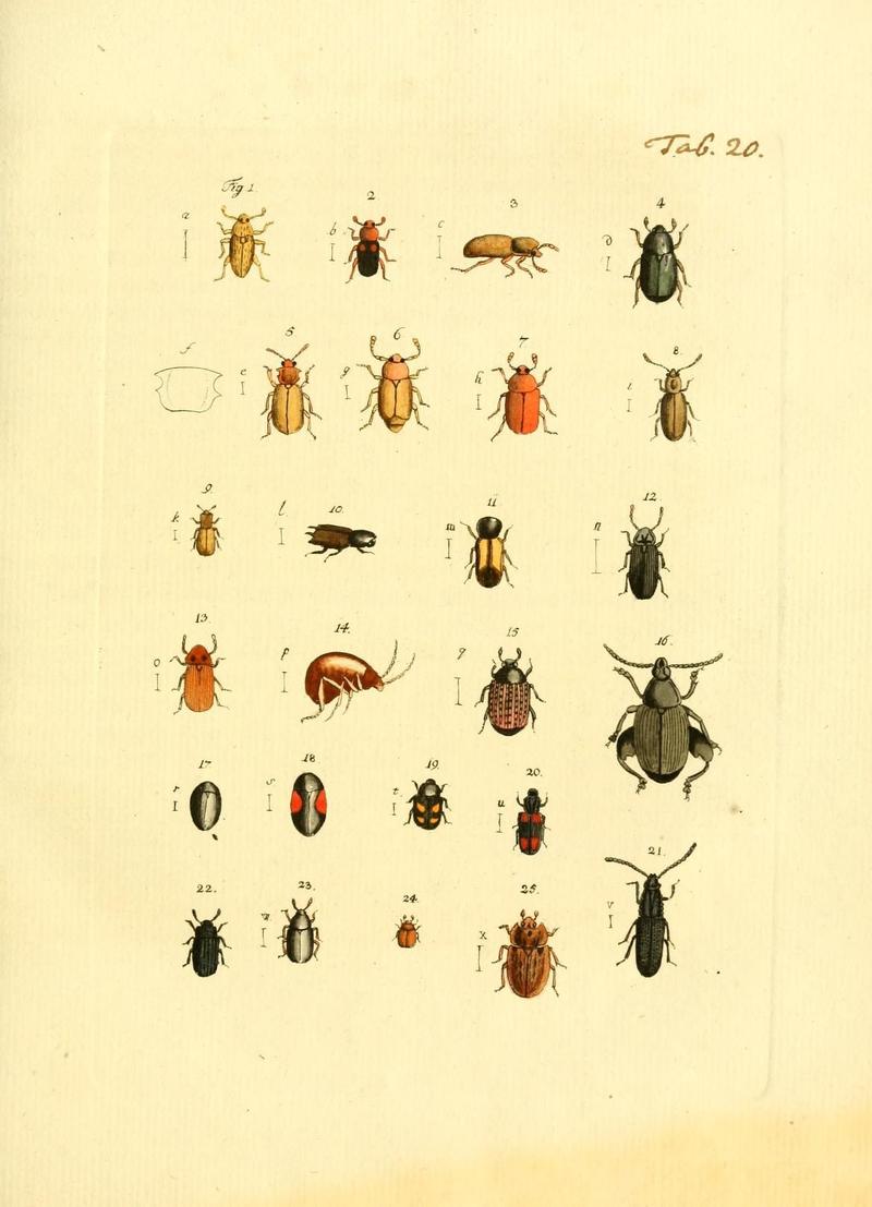 Archiv der Insectengeschichte (Tab. 20) (7415705766)