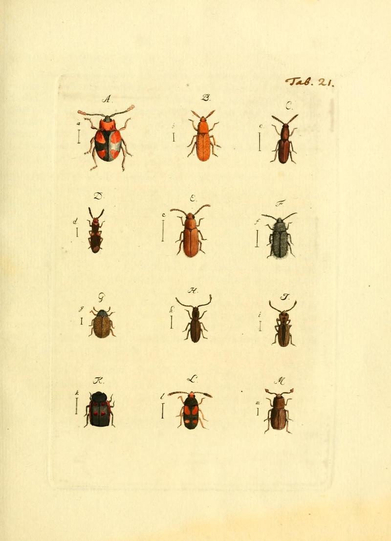 Archiv der Insectengeschichte (Tab. 21) (7415706626)