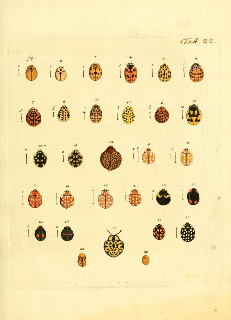 Archiv der Insectengeschichte (Tab. 22) (7415707358)