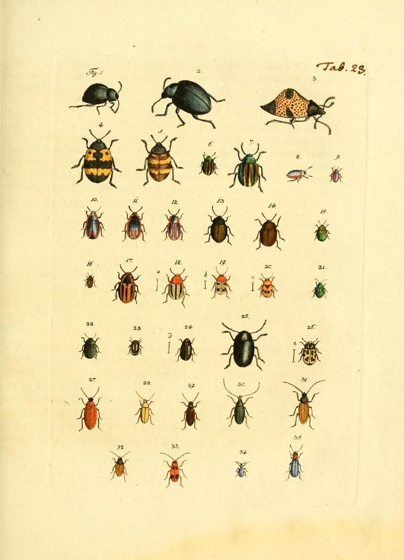 Archiv der Insectengeschichte (Tab. 23) (7415708662)