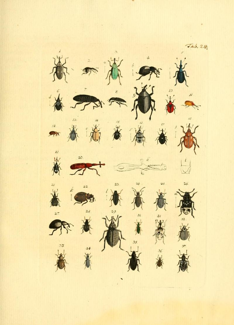 Archiv der Insectengeschichte (Tab. 24) (7415709574)