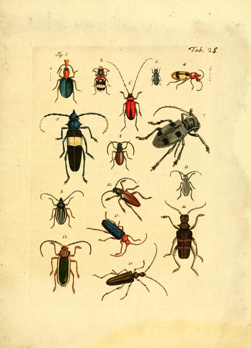 Archiv der Insectengeschichte (Tab. 25) (7415710314)