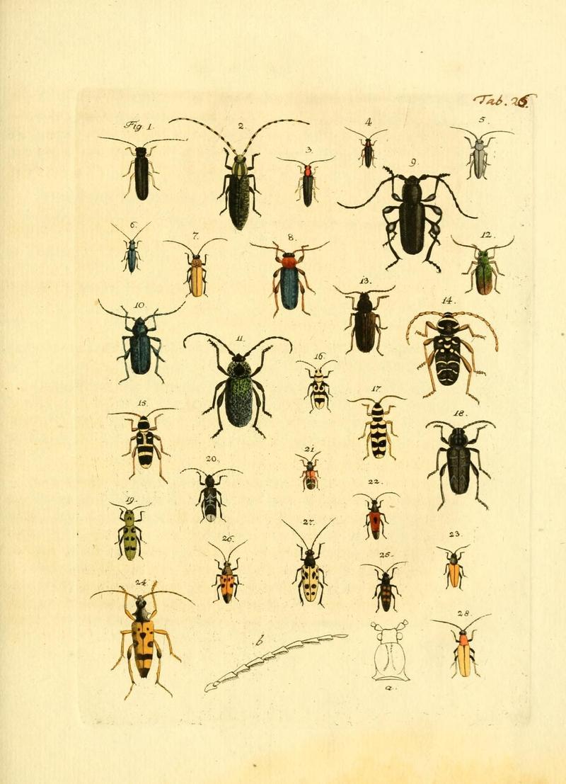 Archiv der Insectengeschichte (Tab. 26) (7415711330)