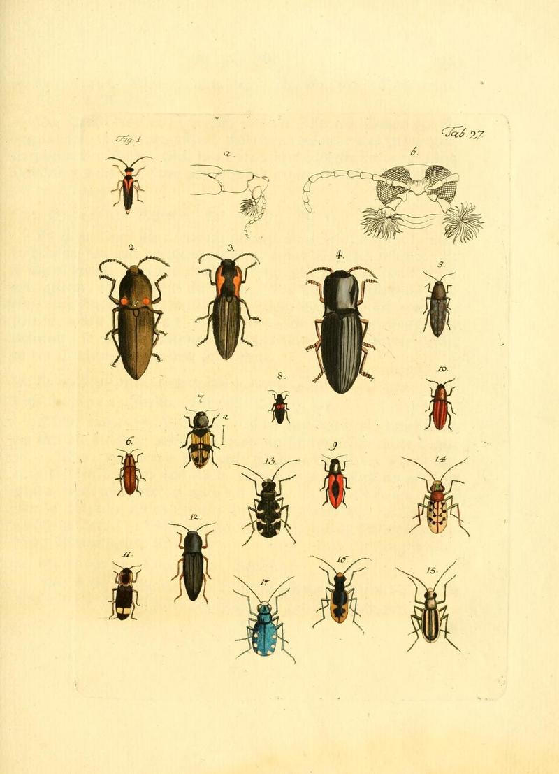 Archiv der Insectengeschichte (Tab. 27) (7415712156)