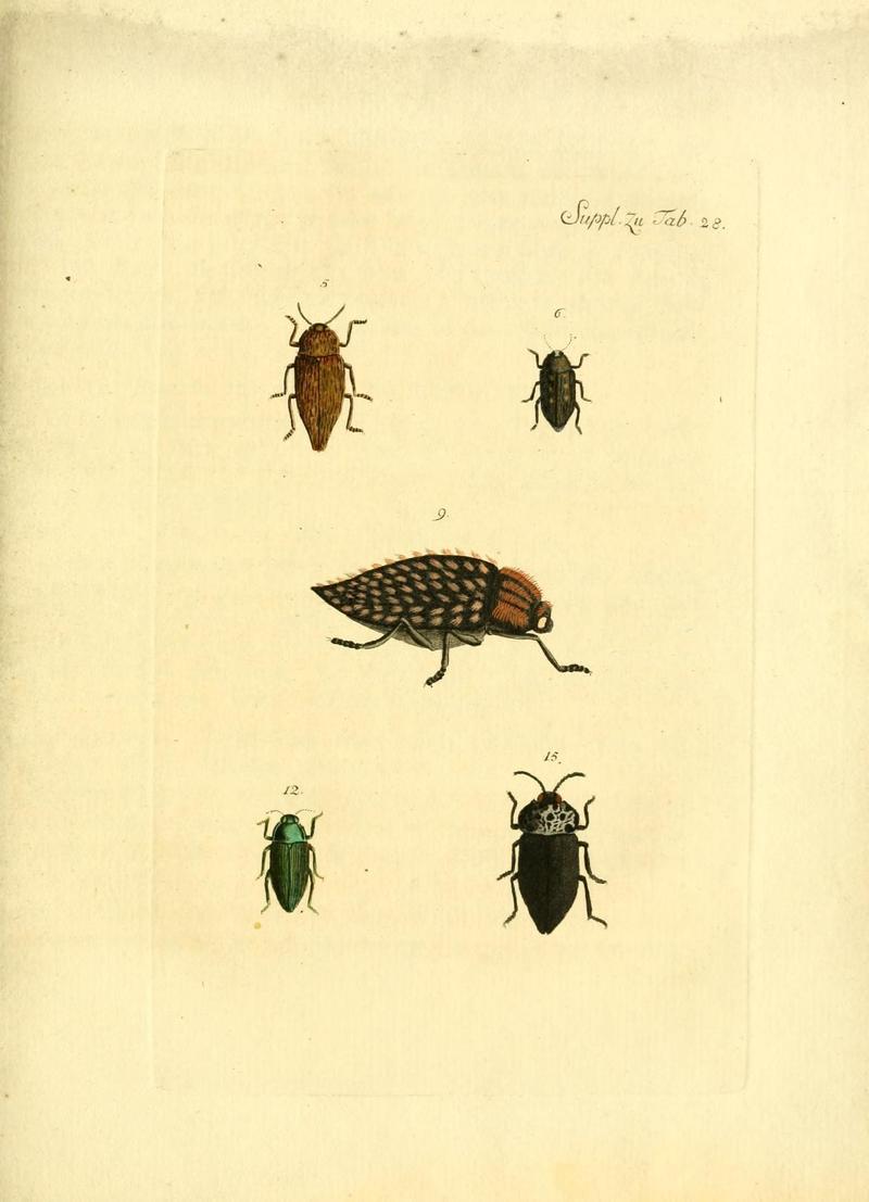 Archiv der Insectengeschichte (Tab. 28) (7415713020)