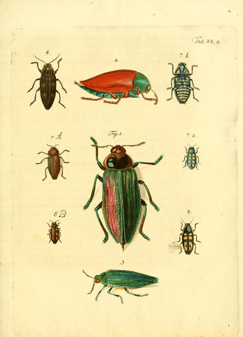 Archiv der Insectengeschichte (Tab. 28a) (7415713916)