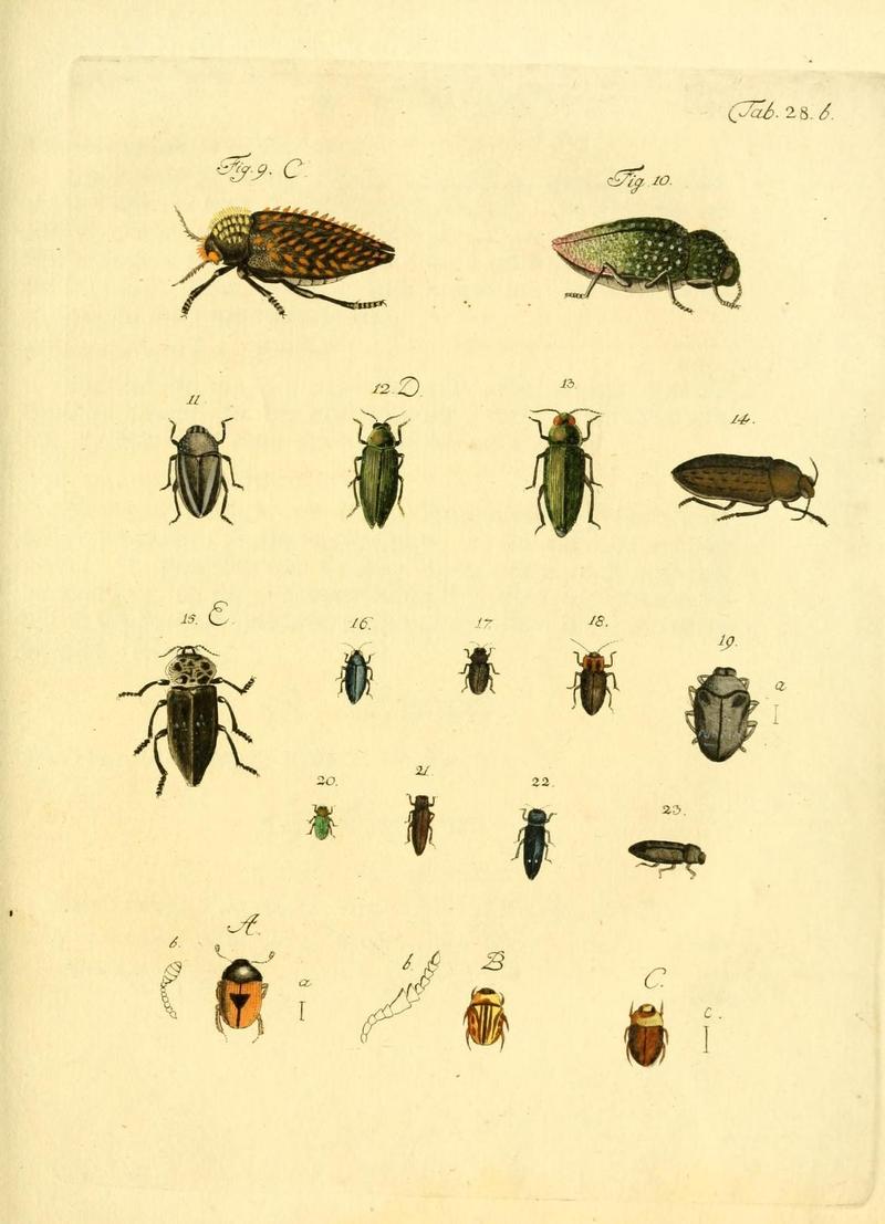 Archiv der Insectengeschichte (Tab. 28b) (7415714840)