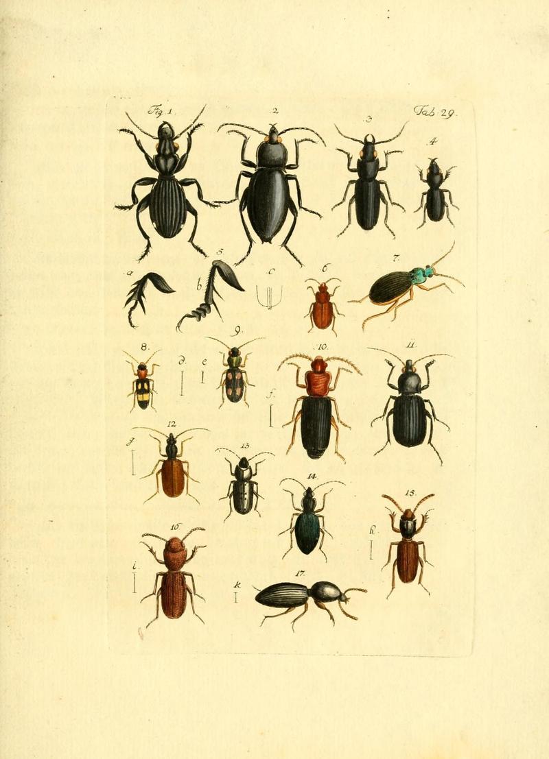 Archiv der Insectengeschichte (Tab. 29) (7415716440)