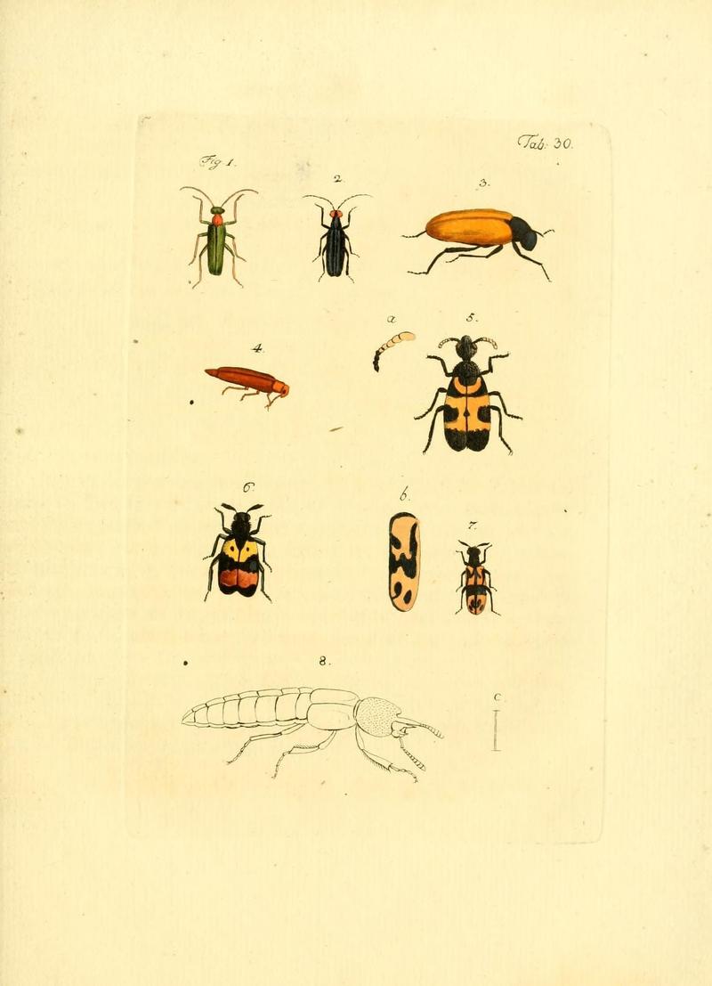 Archiv der Insectengeschichte (Tab. 30) (7415717736)