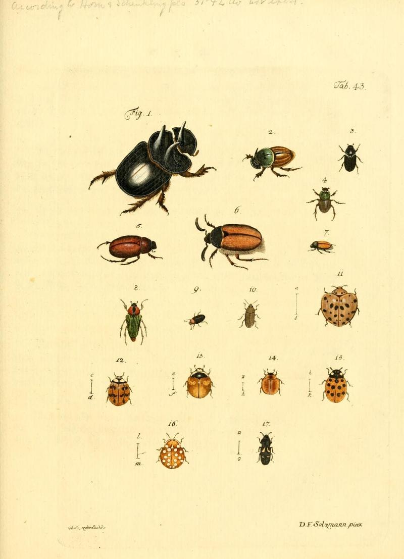 Archiv der Insectengeschichte (Tab. 43) (7415718550)