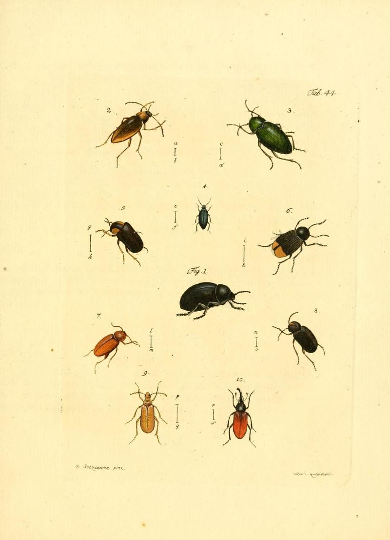 Archiv der Insectengeschichte (Tab. 44) (7415719276)