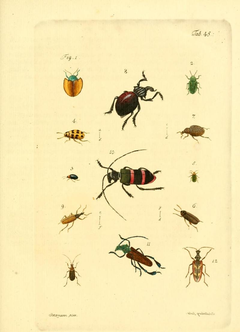 Archiv der Insectengeschichte (Tab. 45) (7415720210)