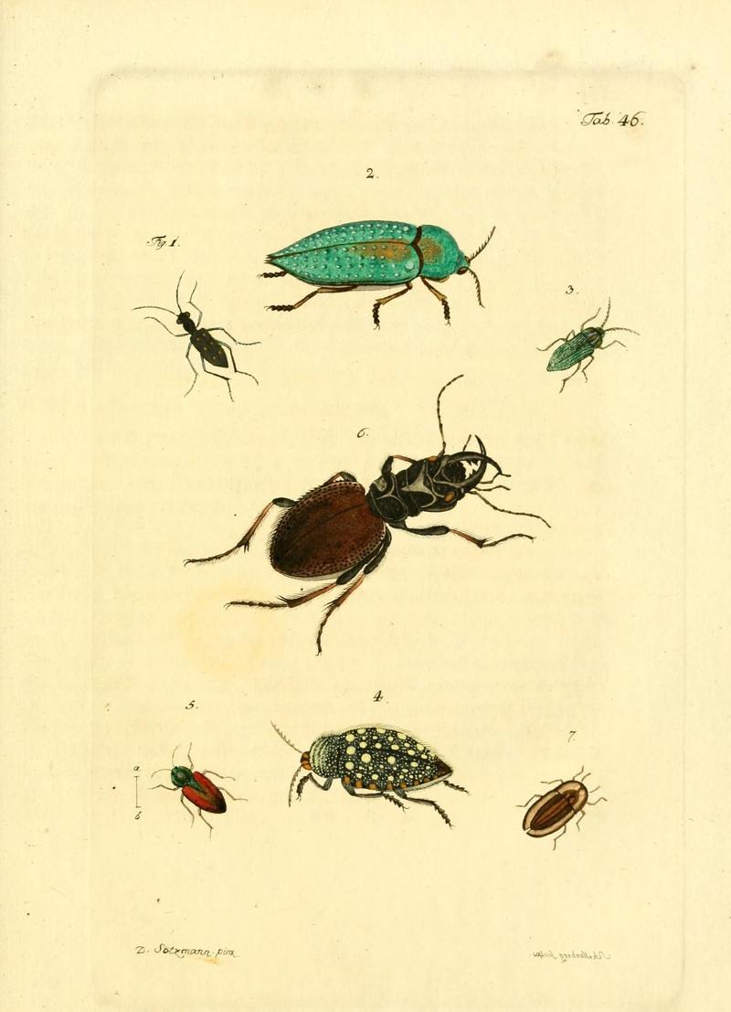 Archiv der Insectengeschichte (Tab. 46) (7415721020)